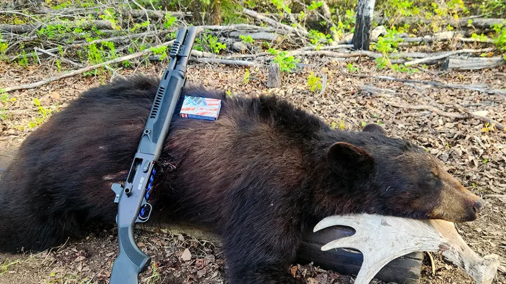Bear taken with the Mossberg 940 Pro Tactical SPX and a Trijicon RMR HD.