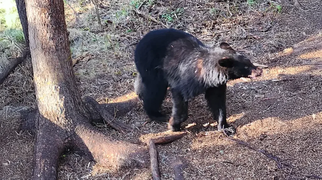 There were plenty of big black bears