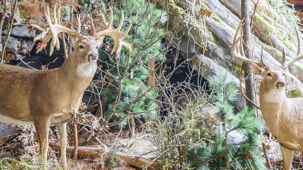 Boone & Crockett deer on display.