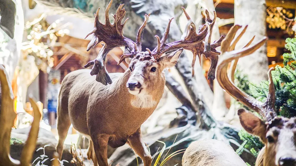 Boone & Crockett antlers.