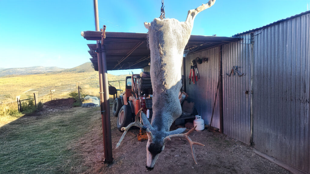 Guides will help prepare your animal once it has been shot.