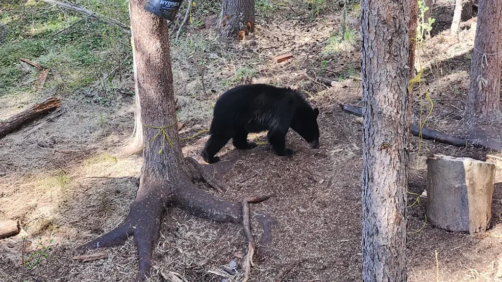 Bear Hunting 101 covers how to avoid blackouts.