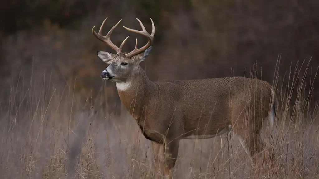 The Truths of Hunting include deer speaking English.