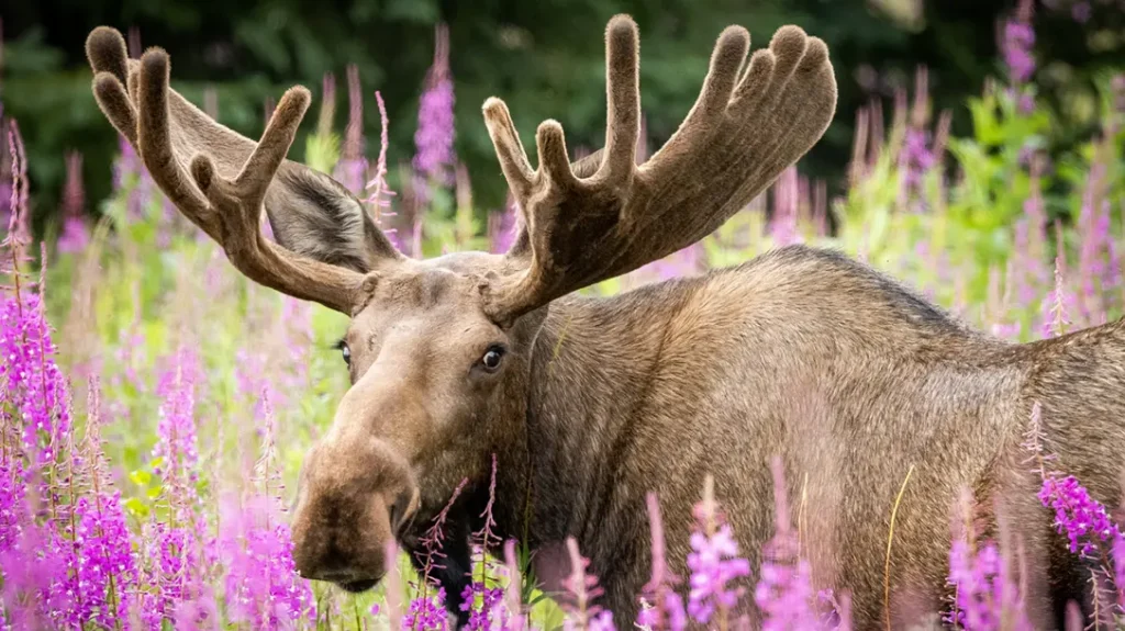 Alaskan Moose