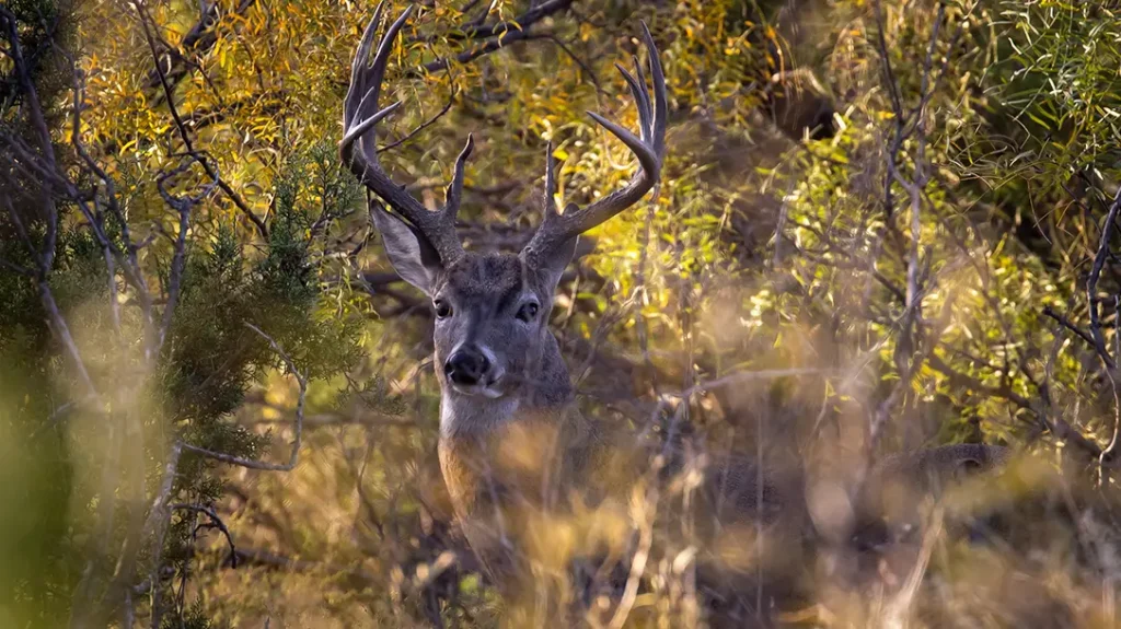 Location is important to enjoy November Madness.