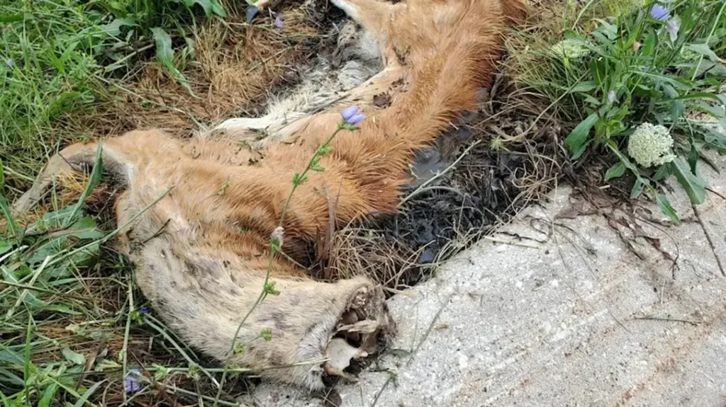 Poach and Pay programs combat this crimes.