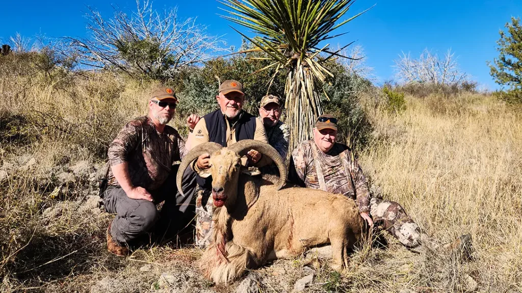 Chasing Aoudad