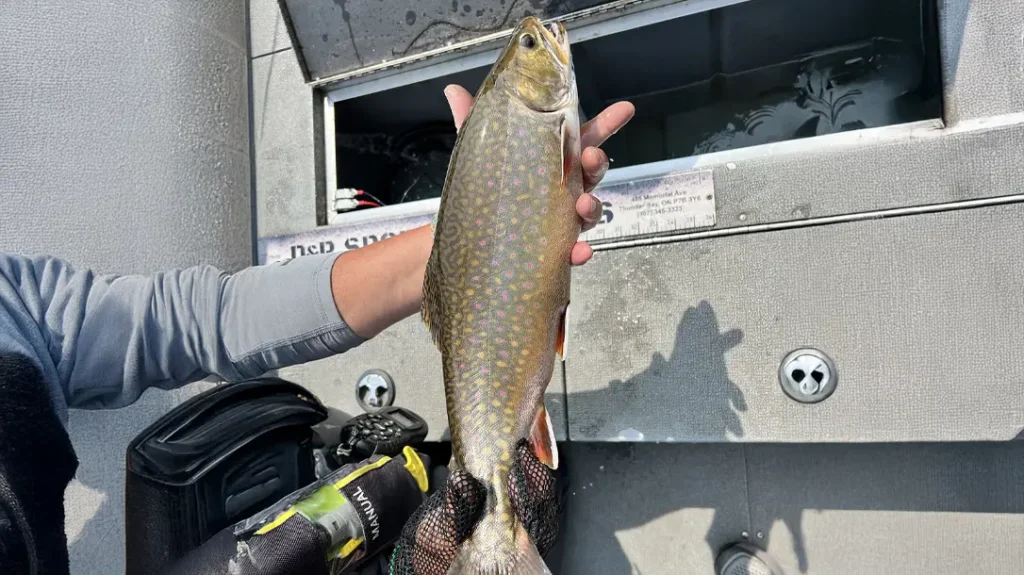 Chasing Trophy Brook Trout