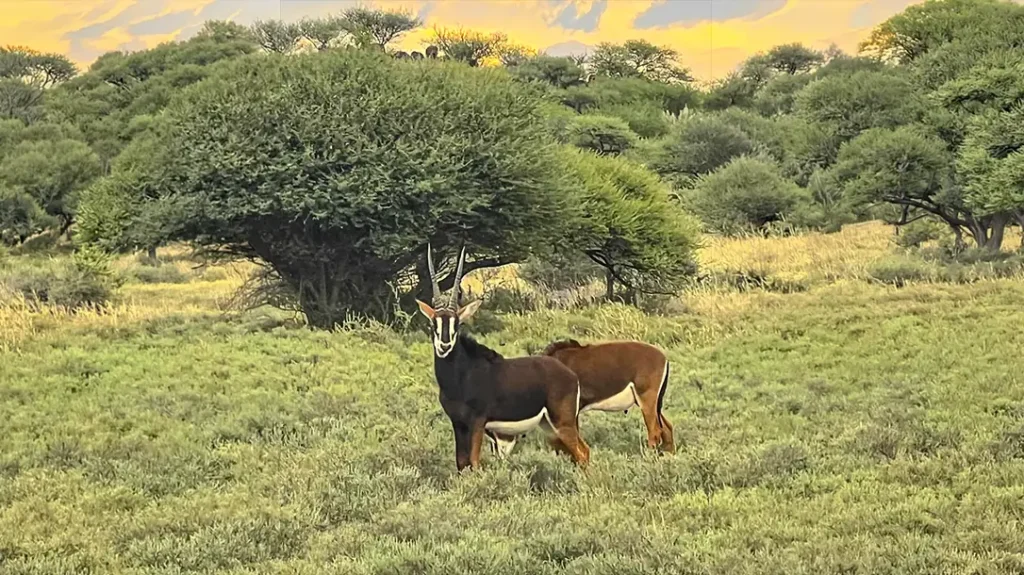 Out of the Comfort Zone - Hunting in South Africa.