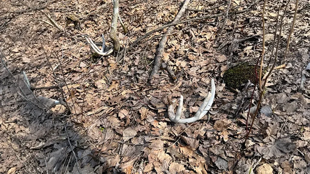 How to Build a Shed Hunting Map 