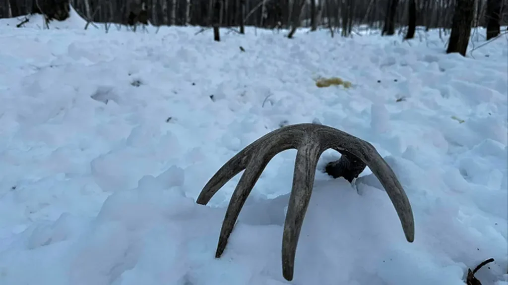 How to Build a Shed Hunting Map 