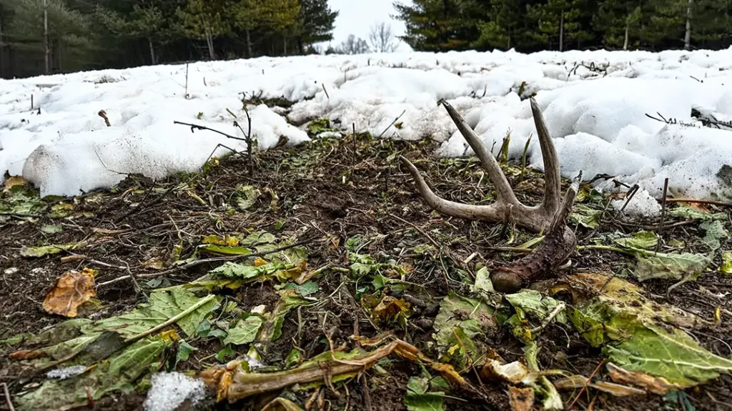 How to Build a Shed Hunting Map