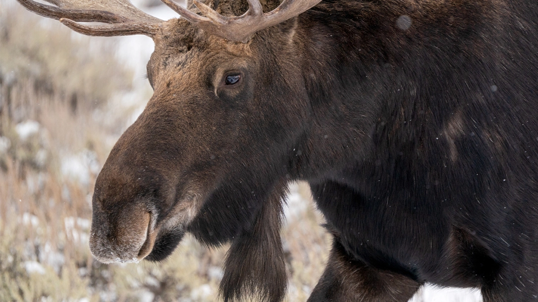 Canadian Man Fights Moose To Save His Mom