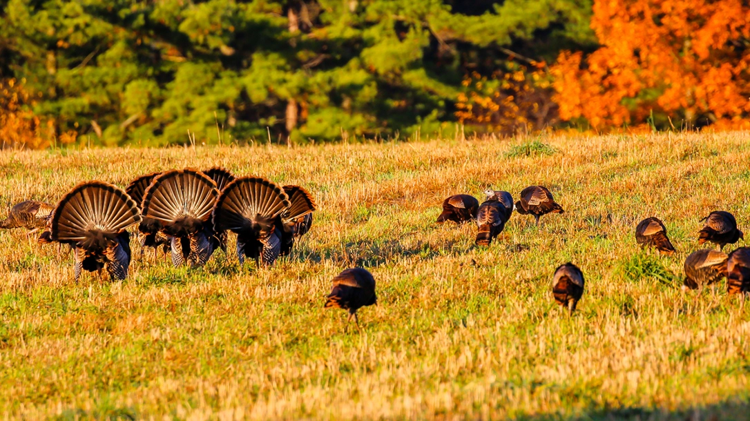 Flextone Releases Two New Mouth Call Sets For Spring Flextone Releases Two New Mouth Call Sets For Spring