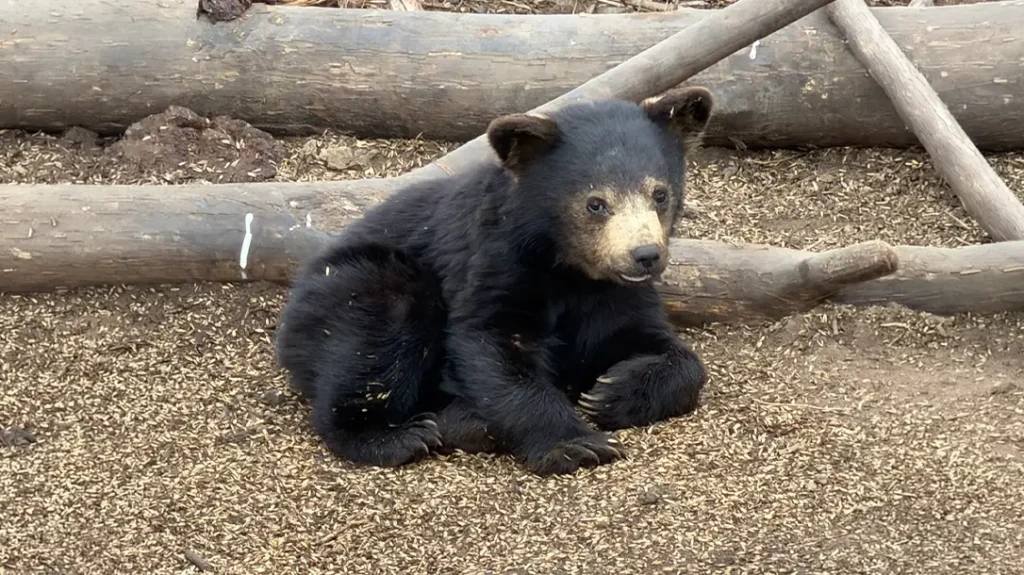Hunting Black Bears in Alberta