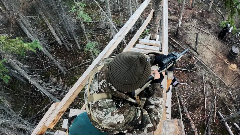 Hunting Black Bears in Alberta
