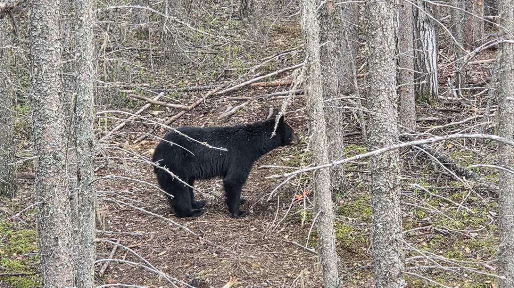 Hunting Black Bears in Alberta