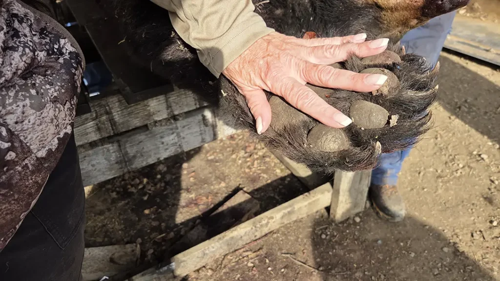 Hunting Black Bears in Alberta