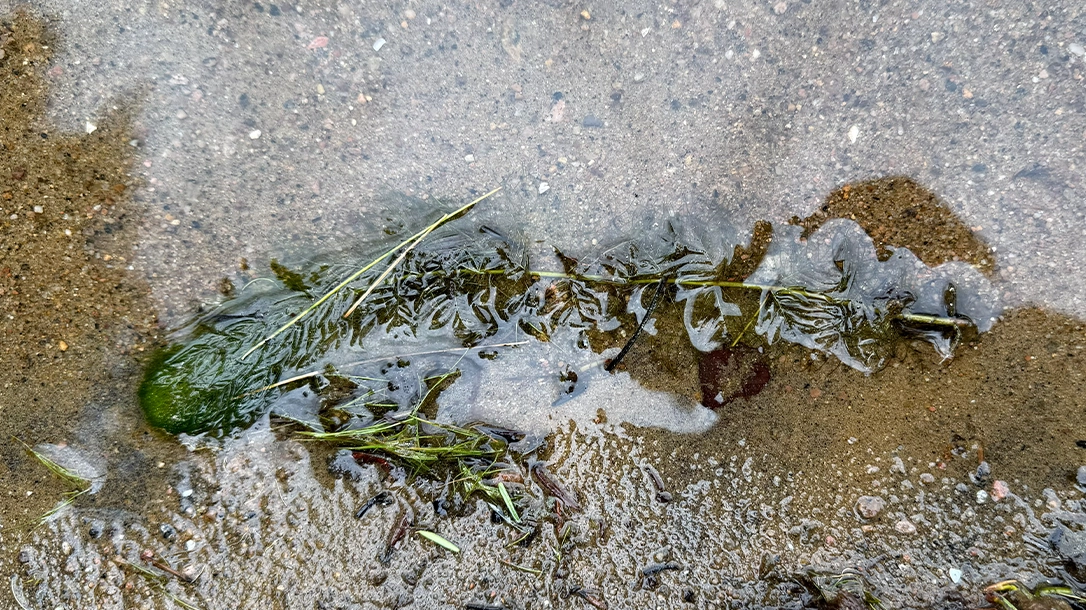 Eurasian Watermilfoil Explained: Identification, Impacts Eurasian Watermilfoil Explained: Identification, Impacts