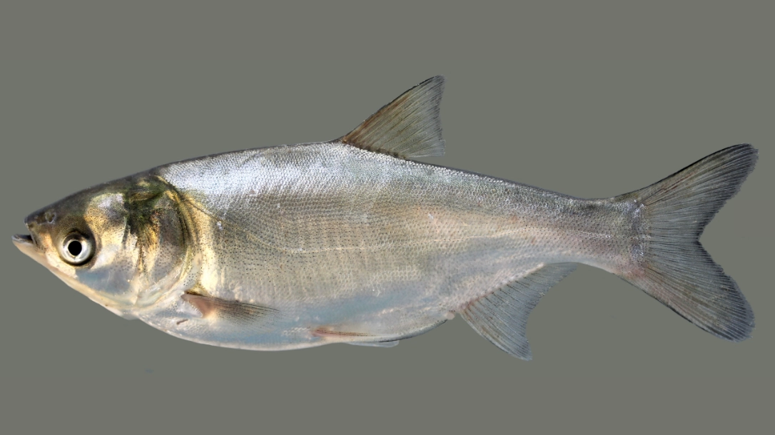 IDNR Monitoring Large Silver Carp Die-Off in Illinois River IDNR Monitoring Large Silver Carp Die-Off in Illinois River