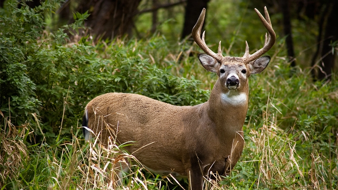 Buck Fever: Why It Happens and How to Beat It